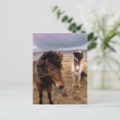 Carte Postale Chevaux d'Islande (Debout devant)