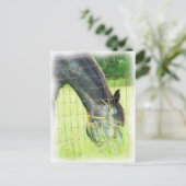 Carte Postale Chevaux d'Oklahoma 3 (Debout devant)