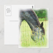 Carte Postale Chevaux d'Oklahoma 3 (Devant / Derrière)