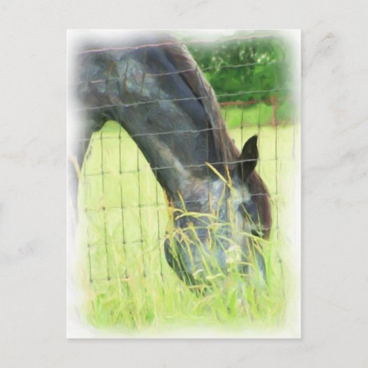 Carte Postale Chevaux d'Oklahoma 3 (Devant)