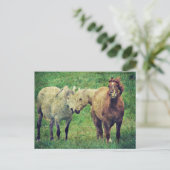 Carte Postale Chevaux drôle (Debout devant)