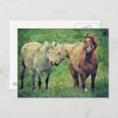 Carte Postale Chevaux drôle (Devant / Derrière)