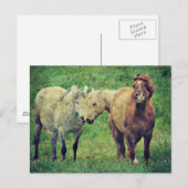 Carte Postale Chevaux drôle (Devant / Derrière)