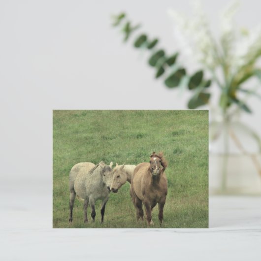 Carte Postale Chevaux drôle (Debout devant)
