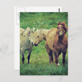Carte Postale Chevaux drôle (Devant / Derrière)