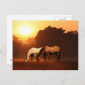 Carte Postale Chevaux du lever du soleil (Devant / Derrière)