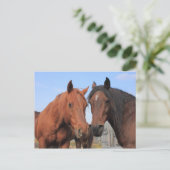 Carte Postale Chevaux du quart (Debout devant)