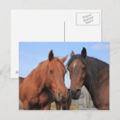 Carte Postale Chevaux du quart (Devant / Derrière)