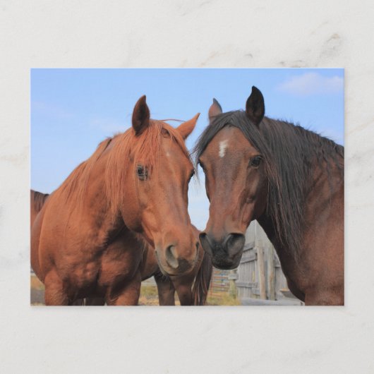 Carte Postale Chevaux du quart (Devant)