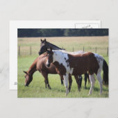 Carte Postale Chevaux du Texas (Devant / Derrière)