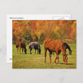 Carte Postale Chevaux en automne (Devant / Derrière)