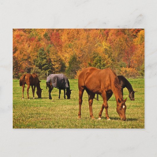 Carte Postale Chevaux en automne (Devant)