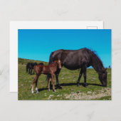 Carte Postale Chevaux en campagne (Devant / Derrière)