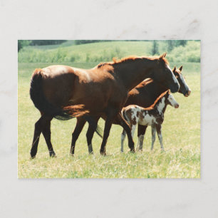 Carte Postale Chevaux en champ avec Colt bébé