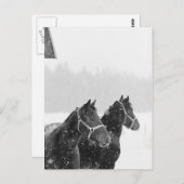 Carte Postale Chevaux en chute de neige (Devant / Derrière)
