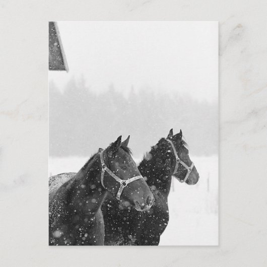 Carte Postale Chevaux en chute de neige (Devant)