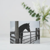 Carte Postale Chevaux en hiver (Debout devant)