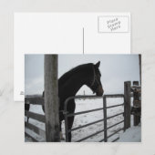 Carte Postale Chevaux en hiver (Devant / Derrière)