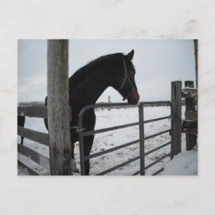 Carte Postale Chevaux en hiver