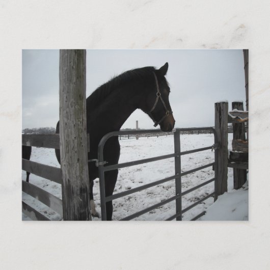 Carte Postale Chevaux en hiver (Devant)