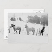 Carte Postale Chevaux En Hiver (Devant / Derrière)