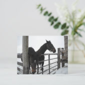 Carte Postale Chevaux en hiver (Debout devant)