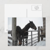 Carte Postale Chevaux en hiver (Devant / Derrière)