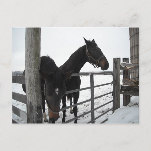 Carte Postale Chevaux en hiver (Devant)