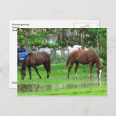 Carte Postale Chevaux en Icacos, Trinidad du Sud (Devant / Derrière)