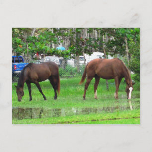 Carte Postale Chevaux en Icacos, Trinidad du Sud