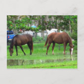 Carte Postale Chevaux en Icacos, Trinidad du Sud (Devant)