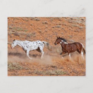 Carte Postale Chevaux en liberté dans le Big Horn MT de Shell Wy