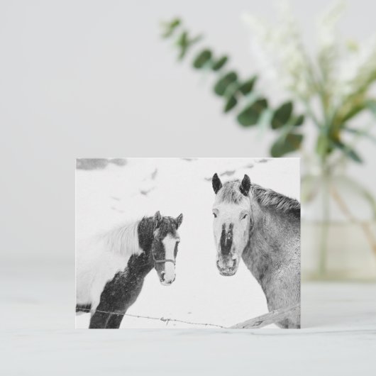 Carte Postale Chevaux En Neige (Debout devant)