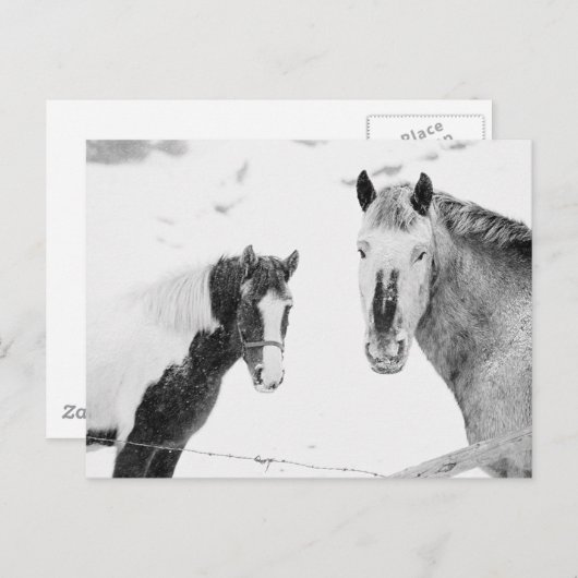 Carte Postale Chevaux En Neige (Devant / Derrière)