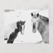 Carte Postale Chevaux En Neige (Devant)