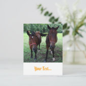 Carte Postale Chevaux en pâture (Debout devant)