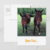 Carte Postale Chevaux en pâture (Devant / Derrière)