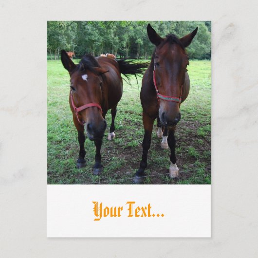 Carte Postale Chevaux en pâture (Devant)