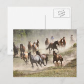 Carte Postale Chevaux en rafle, Montana (Devant / Derrière)