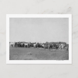 Carte Postale Chevaux encerclés par Cowboys Photo