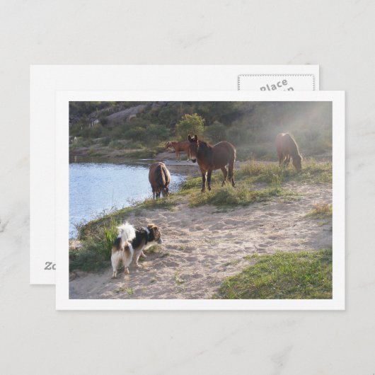 Carte Postale chevaux et chien (Devant / Derrière)
