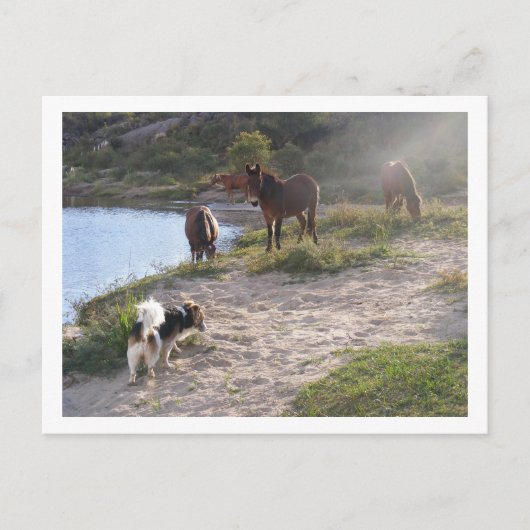 Carte Postale chevaux et chien (Devant)