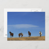 Carte Postale Chevaux et ciel (Devant / Derrière)