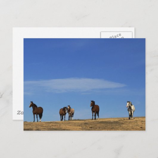 Carte Postale Chevaux et ciel (Devant / Derrière)