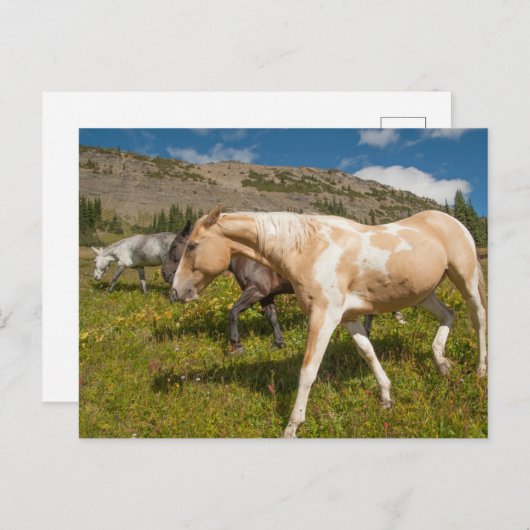 Carte Postale Chevaux et Mules (Devant / Derrière)