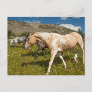 Carte Postale Chevaux et Mules