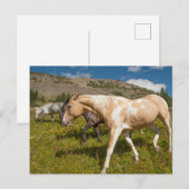 Carte Postale Chevaux et mulets (Devant / Derrière)