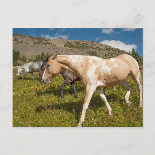 Carte Postale Chevaux et mulets (Devant)