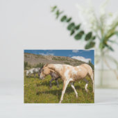 Carte Postale Chevaux et mulets (Debout devant)