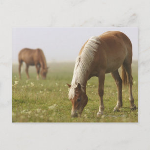 Carte Postale chevaux fleur sauvage pré matin brouillard Piano